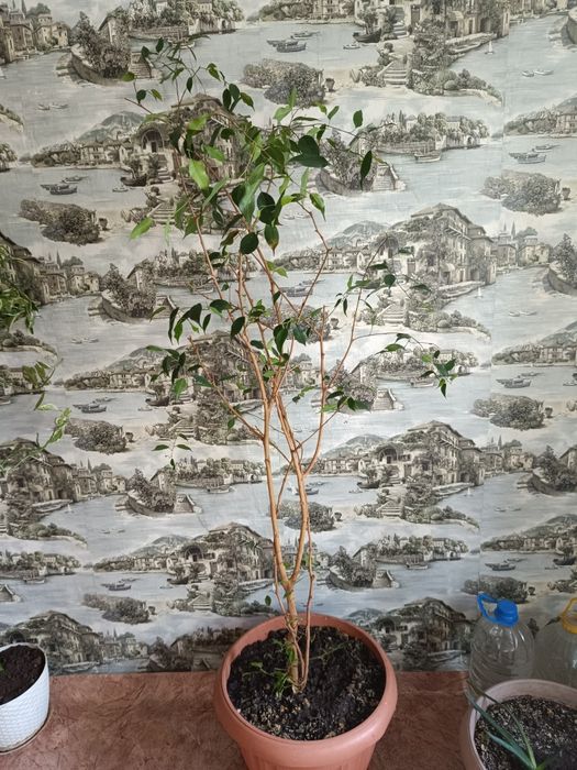 Напольные большие цветочки