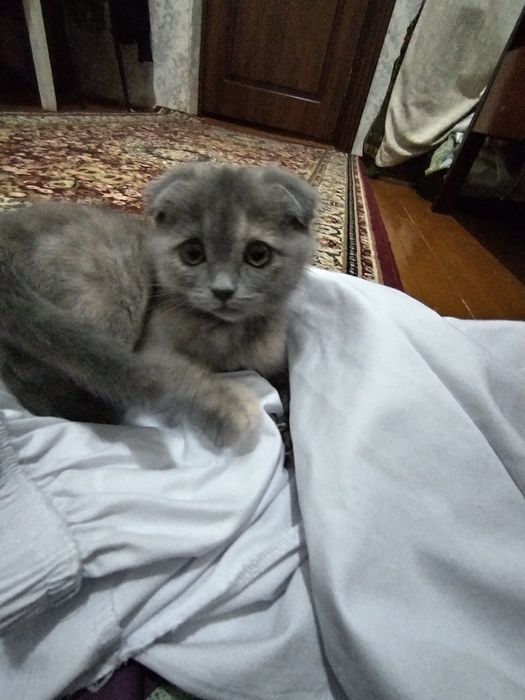 Mushuk zotdor scottish fold