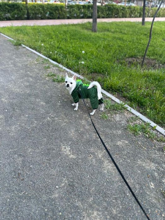 Собака породы Чихуахуа