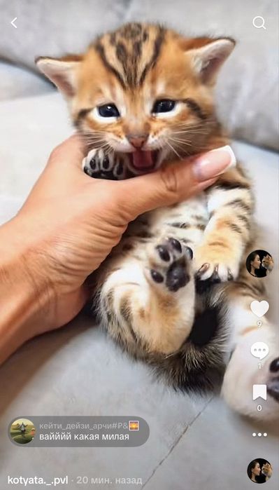 Бенгальский котенок