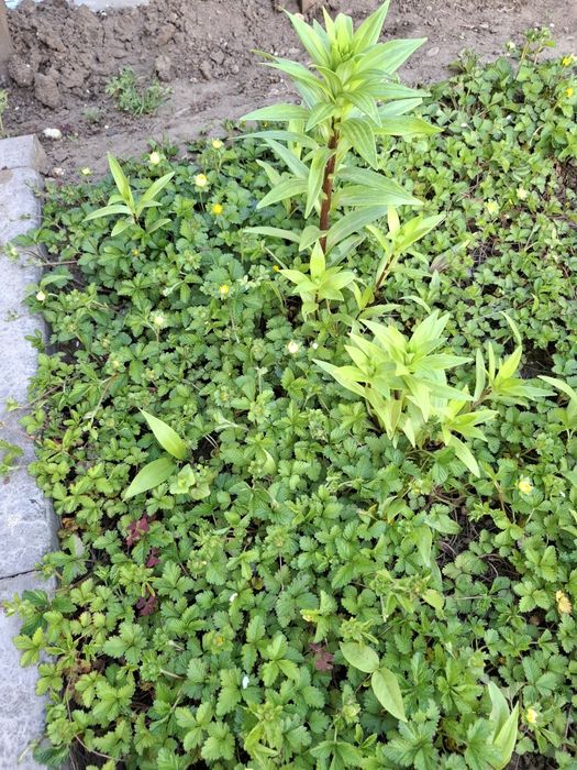 Продам для бордюров лапчатку индийскую