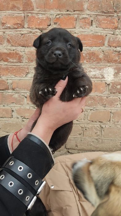 Отдам даром милых кутят