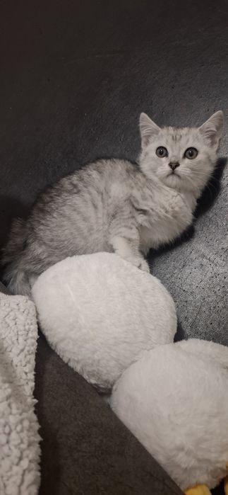 Шотландские вислоухие котята