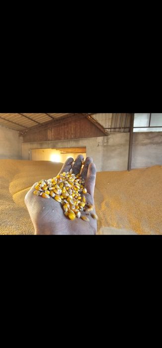 Porumb boabe Topolovat