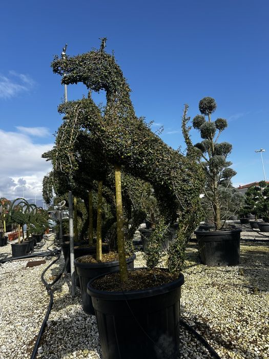 Tuia, catalpa, leylandii, peisagistică-grădină