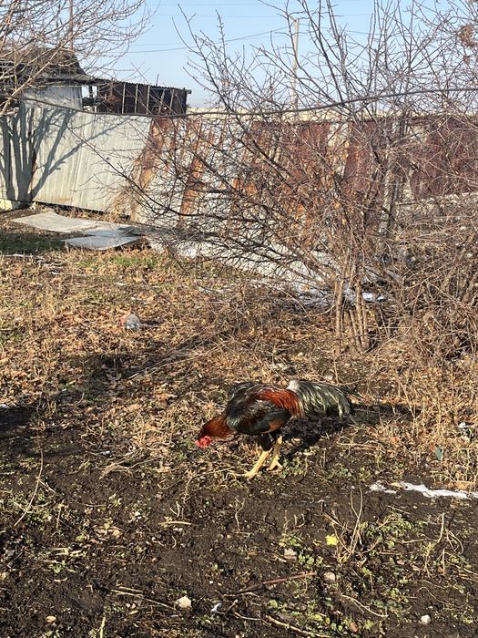 Дакан питух куры