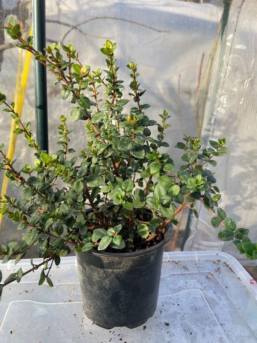 Ягодова мирта, чилийска гуава, Ugni molinae, растения плододаващи