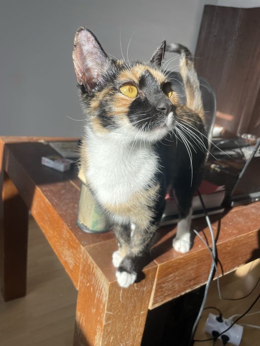 Ofer pisica iubitoare spre adoptie