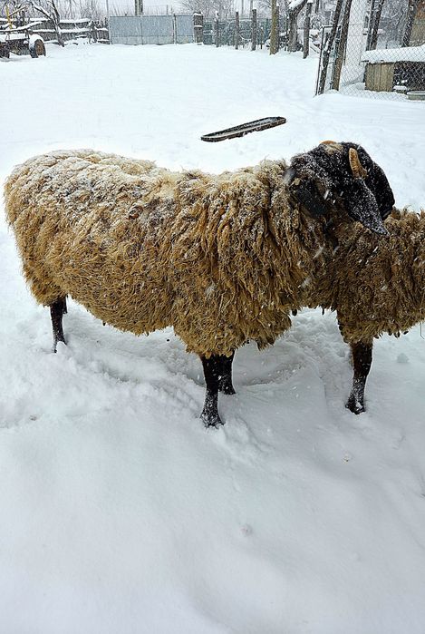 berbec de rasă carabaș