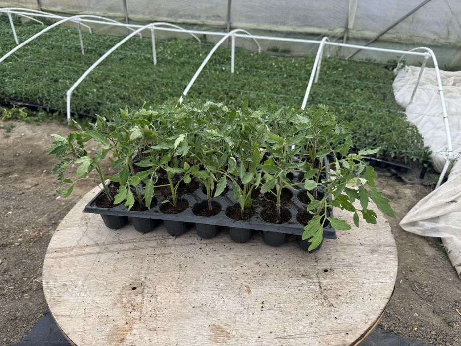 Vand rasaduri (rosii)