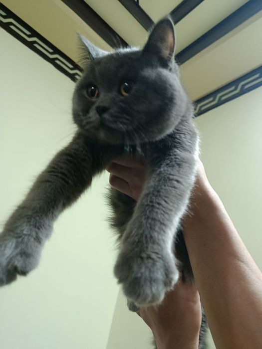 Продается породистый кот