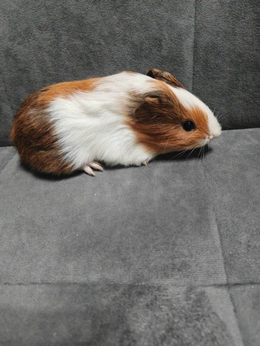 Продам молодых морских свинок.