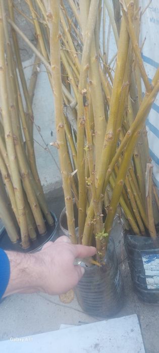 Мажнунтол кучати