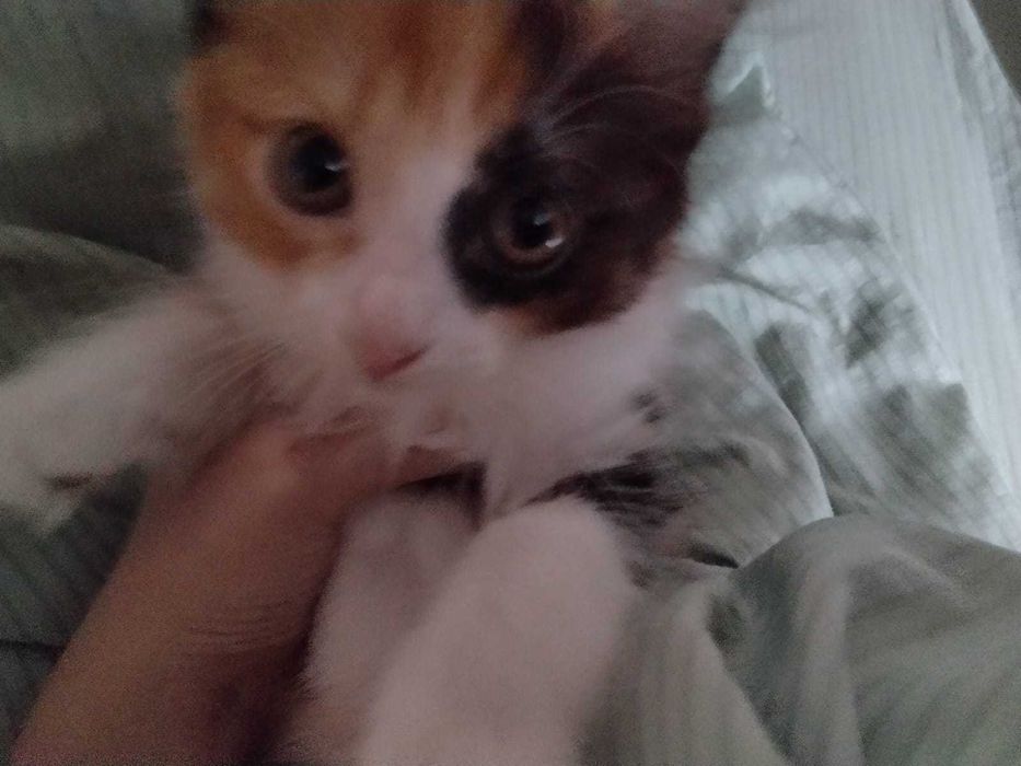 Отдам котят бесплатно