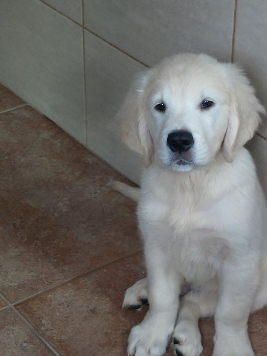Vand  mascul golden retriever