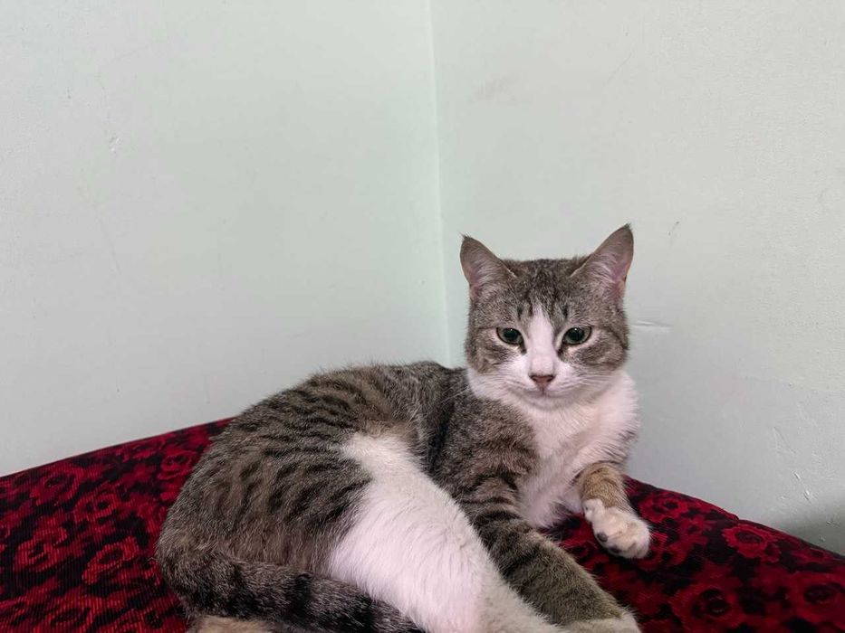 2 ta yaxshi boqilgan mushuk