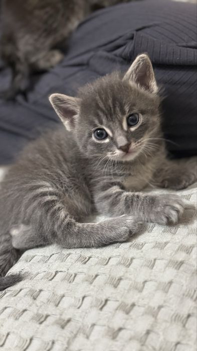 БЕСПЛАТНО, котята 1 мес