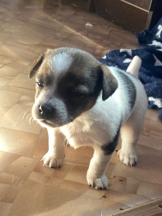 Продаю щенят джек рассала