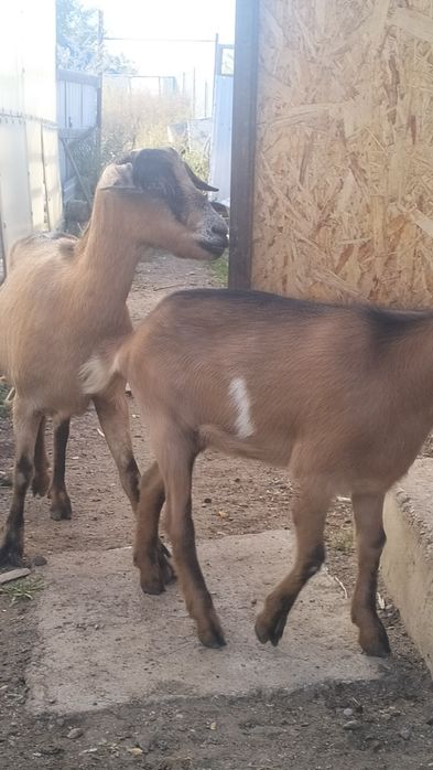 Альпа Ешкі  лағымен
