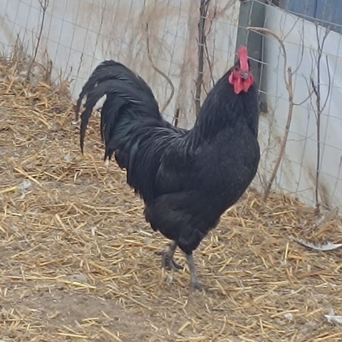 Vând cocoș australorp