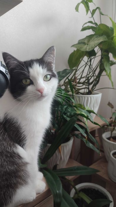 Отдам кошечку в хорошие руки