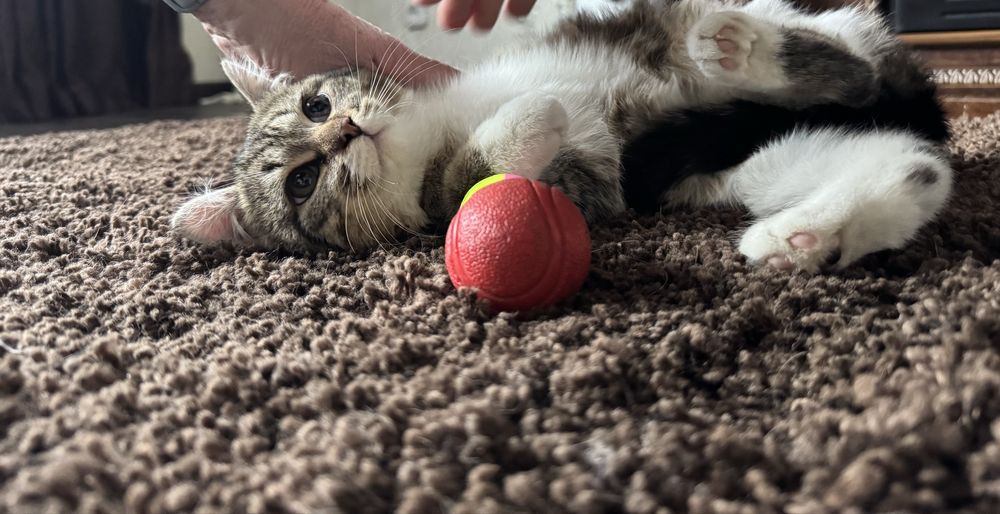 Дарю кошечку.