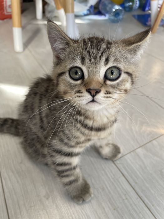 Породисто коте на 2 месеца