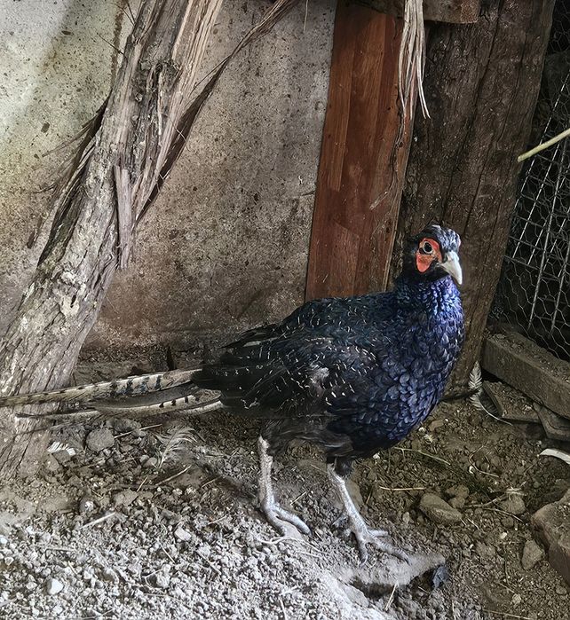 Vând fazan mascul tenebros