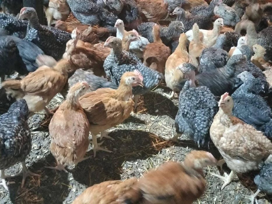 Pui rasa mixta si albi de carne