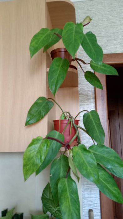 Комнатные вьющиеся растения