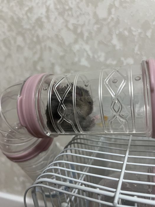 Хомяк с клеткой//