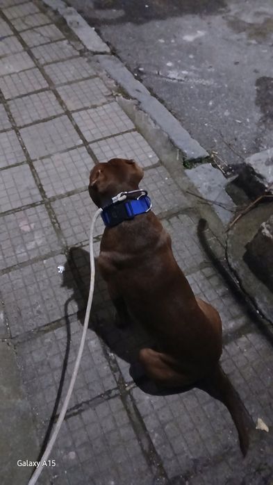 Питбул (питоподобно)