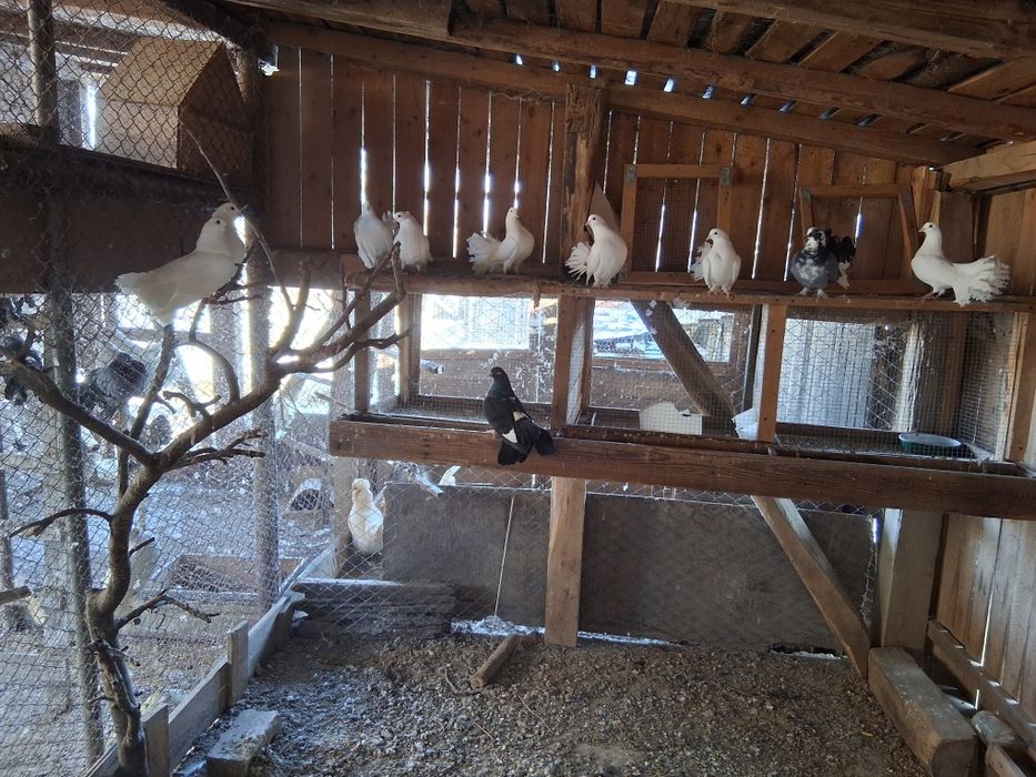 Vand porumbei Curcani de ornament 30 lei bucata