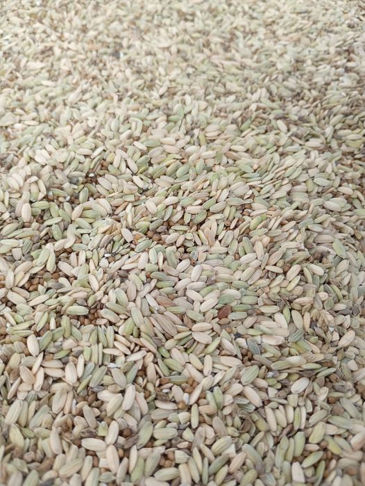 Orez  verde  și alb