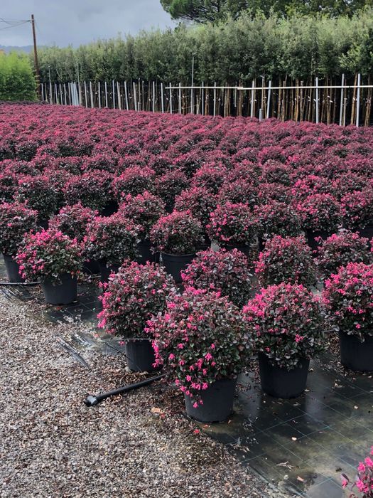 Buxus. Lorupetalum. Eunimus.