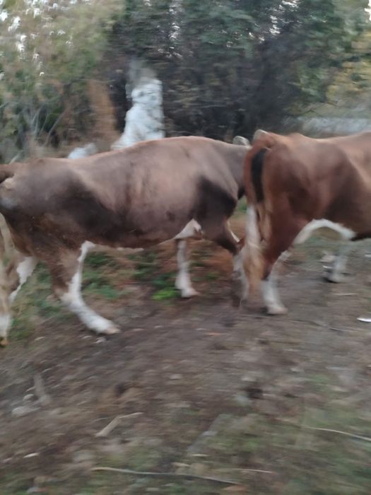 Продам корову с одним отёлом