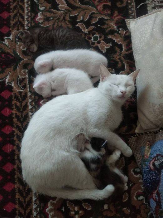 Котенок 1 месяц отдам даром