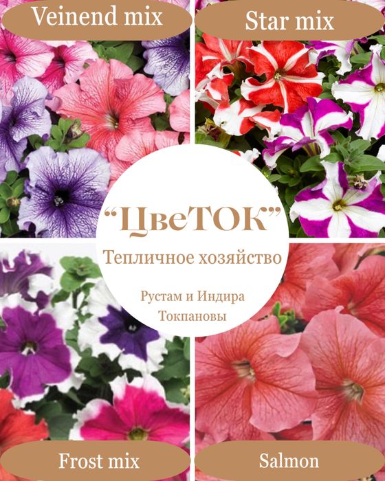 Петуния рассада цветы