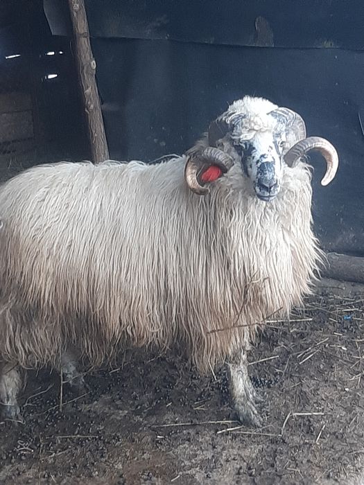 Berbec tânăr, exemplar deosebit