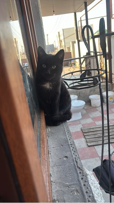 Бесплатно отдам кошек