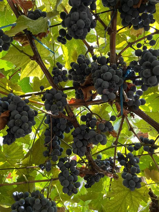 Struguri de vânzare Roșioara și negritură