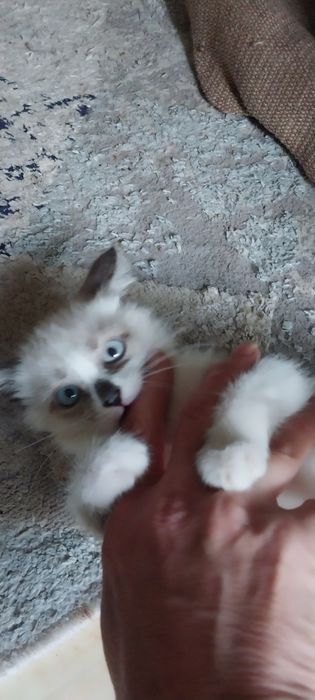 Маленькая девочка, Лялечка.
