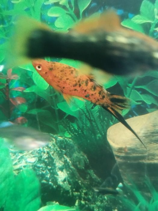 Меченосецы тигровые