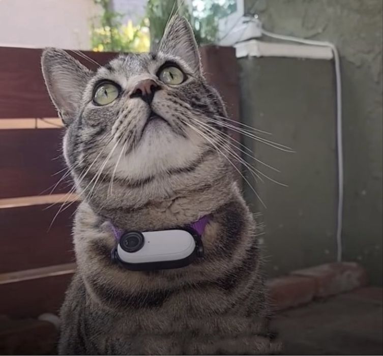 Zgarda cu Camera de filmare pentru Caini si Pisici - 1080p