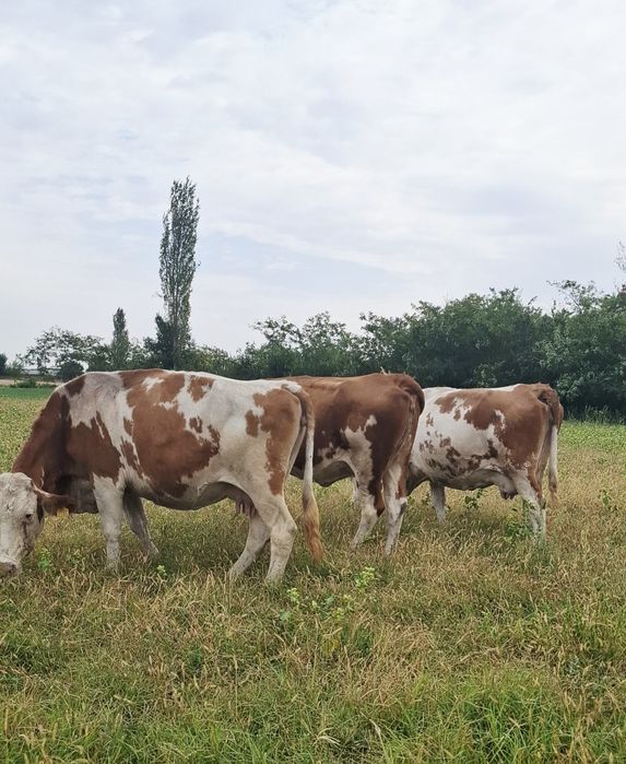 Vând lot vaci baltata românească