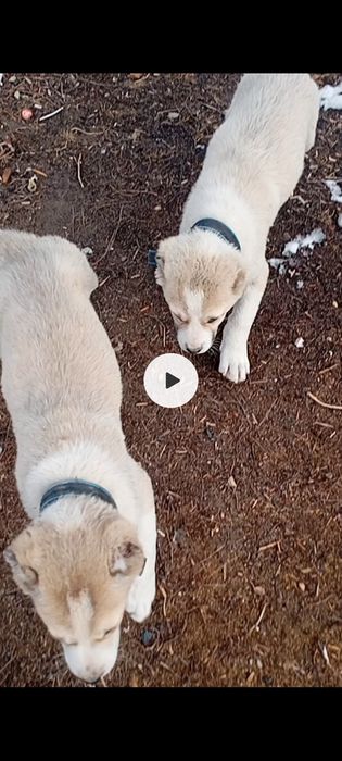 Продам щенков Алабая