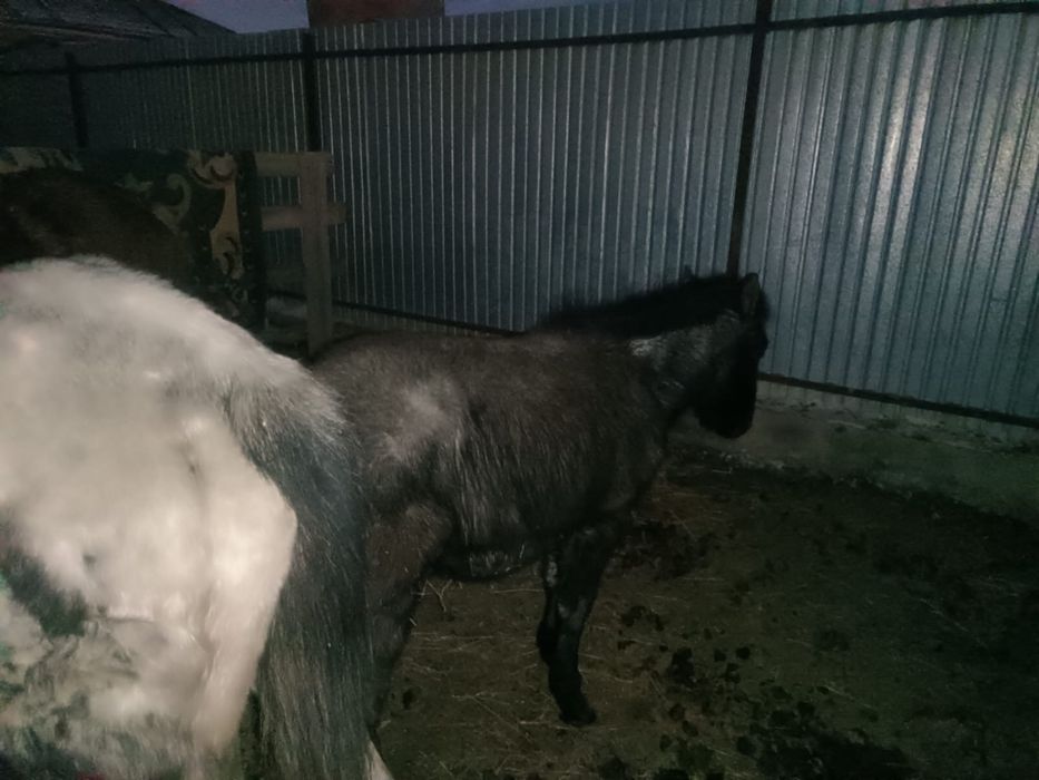 жылкы жабагы.