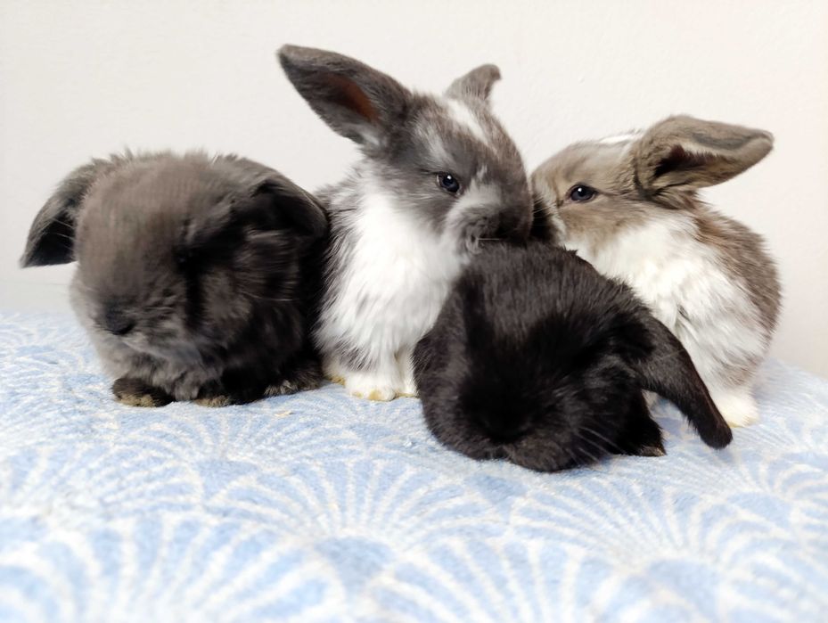 Iepurași mici | Iepuri | rasa Berbec German
