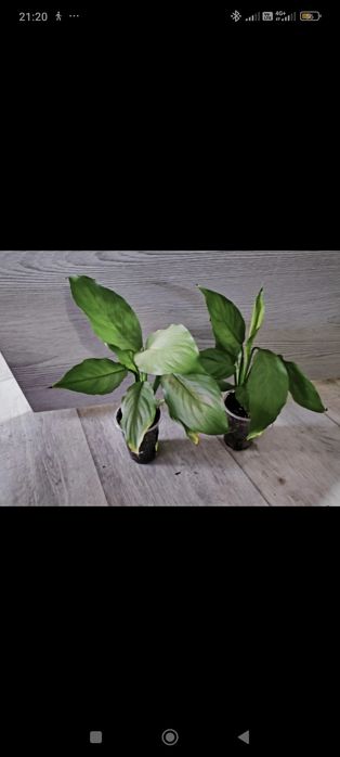 Спатифиллум сплит Милк пролитое молоко split milk