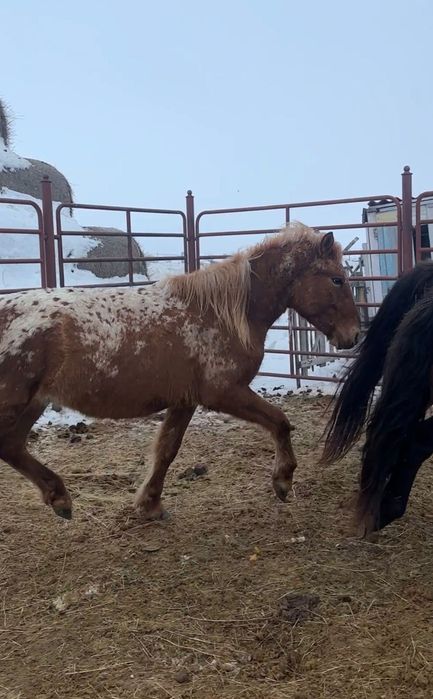 Кунан    (шубар)